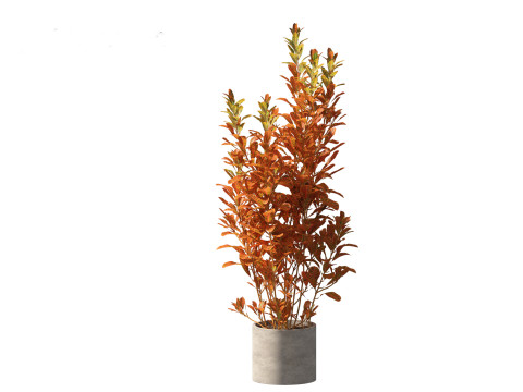 Codiaeum Variegatum - croton 02 3D Model