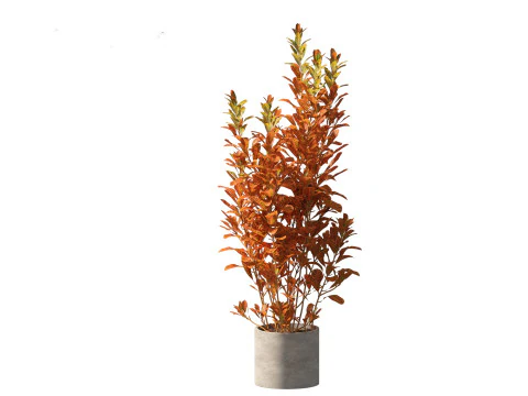 Codiaeum Variegatum - croton 02 3D Model