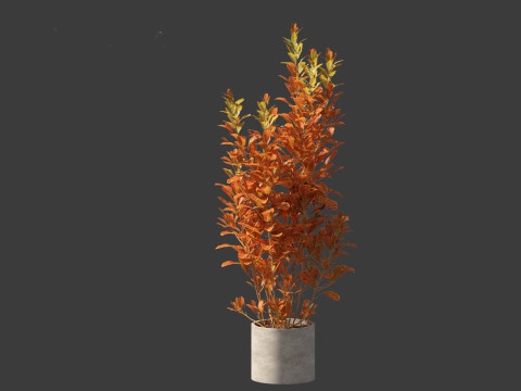 Codiaeum Variegatum - croton 02 3D Model