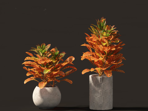 Codiaeum Variegatum - croton 02 3D Model