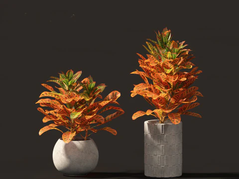 Codiaeum Variegatum - croton 02 3D Model