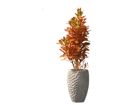 Codiaeum Variegatum - croton 02 3D Model