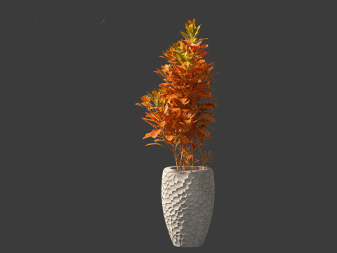 Codiaeum Variegatum - croton 02 3D Model