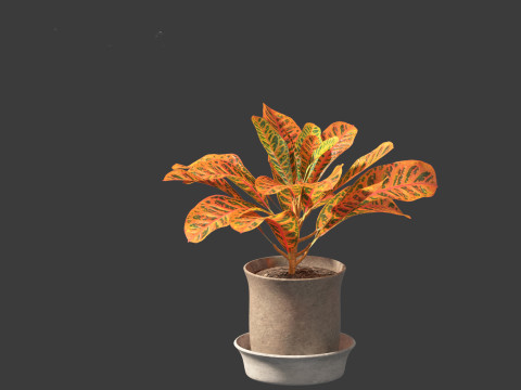 Codiaeum Variegatum - croton 02 3D Model