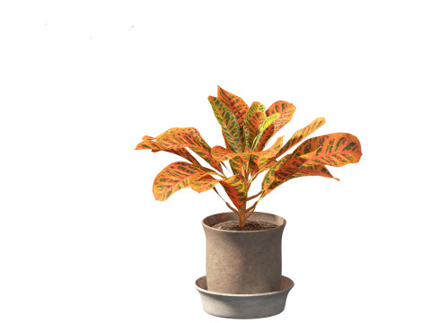 Codiaeum Variegatum - croton 02 3D Model