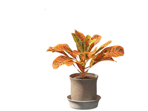 Codiaeum Variegatum - croton 02 3D Model