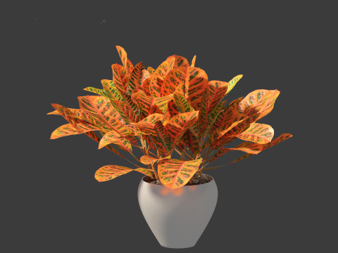 Codiaeum Variegatum - croton 02 3D Model