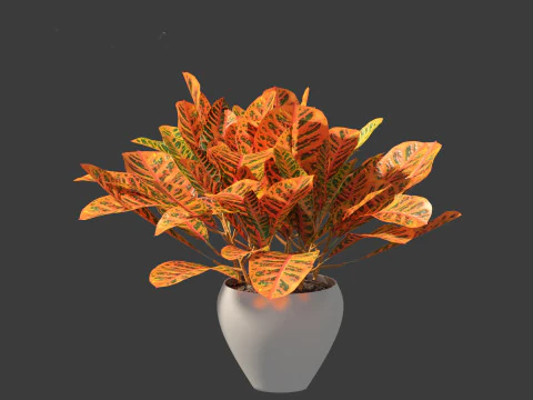 Codiaeum Variegatum - croton 02 3D Model