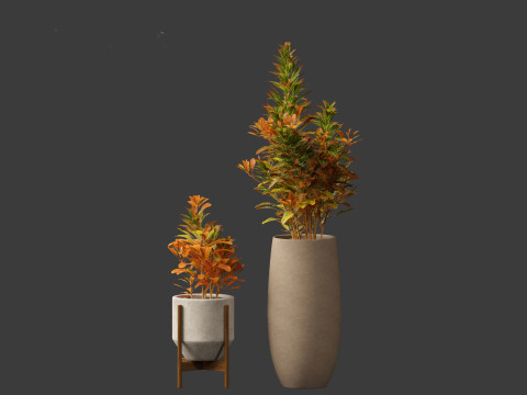 Codiaeum Variegatum - croton 02 3D Model