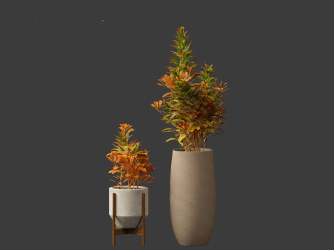 Codiaeum Variegatum - croton 02 3D Model