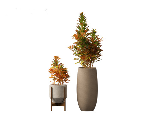 Codiaeum Variegatum - croton 02 3D Model