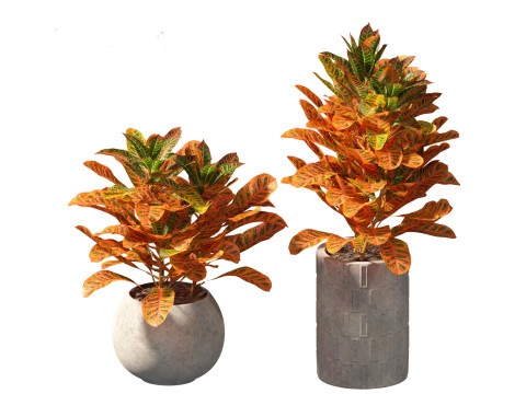 Codiaeum Variegatum - croton 02 3D Model