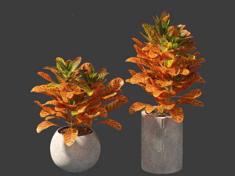 Codiaeum Variegatum - croton 02 3D Model