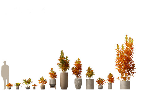 Codiaeum Variegatum - croton 02 3D Model
