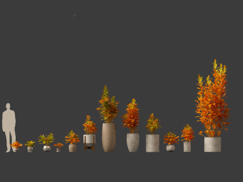 Codiaeum Variegatum - croton 02 3D Model