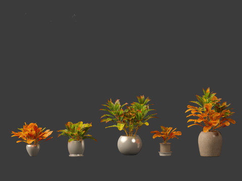 Codiaeum Variegatum - croton 02 3D Model