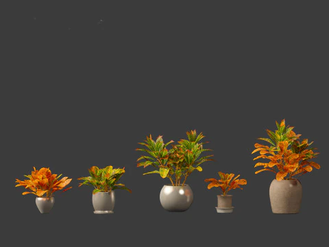 Codiaeum Variegatum - croton 02 3D Model