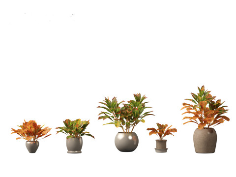 Codiaeum Variegatum - croton 02 3D Model