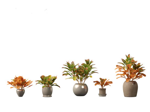Codiaeum Variegatum - croton 02 3D Model