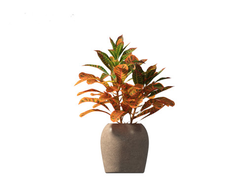Codiaeum Variegatum - croton 02 3D Model