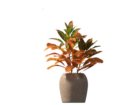 Codiaeum Variegatum - croton 02 3D Model