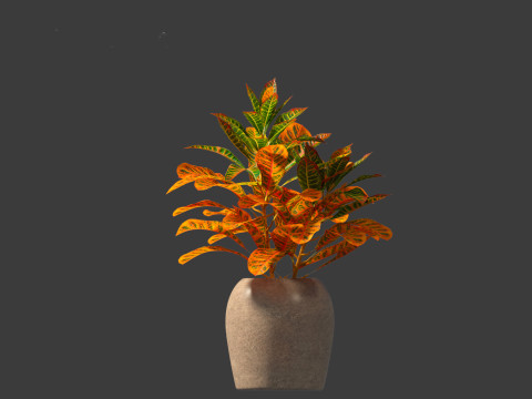 Codiaeum Variegatum - croton 02 3D Model