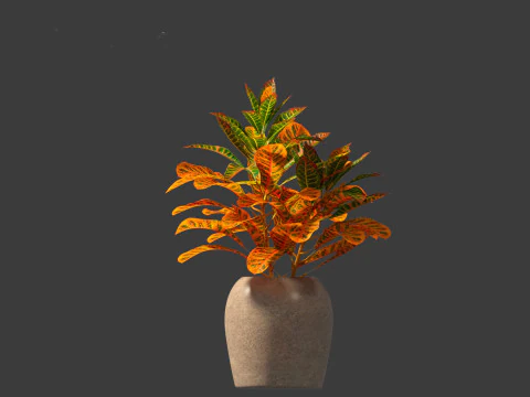 Codiaeum Variegatum - croton 02 3D Model