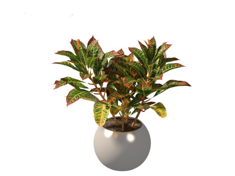 Codiaeum Variegatum - croton 02 3D Model