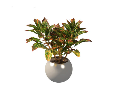 Codiaeum Variegatum - croton 02 3D Model