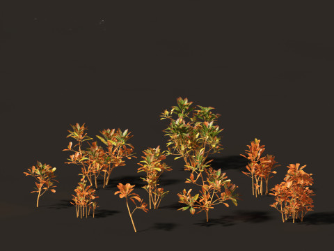 Codiaeum Variegatum - croton 01 3D Model