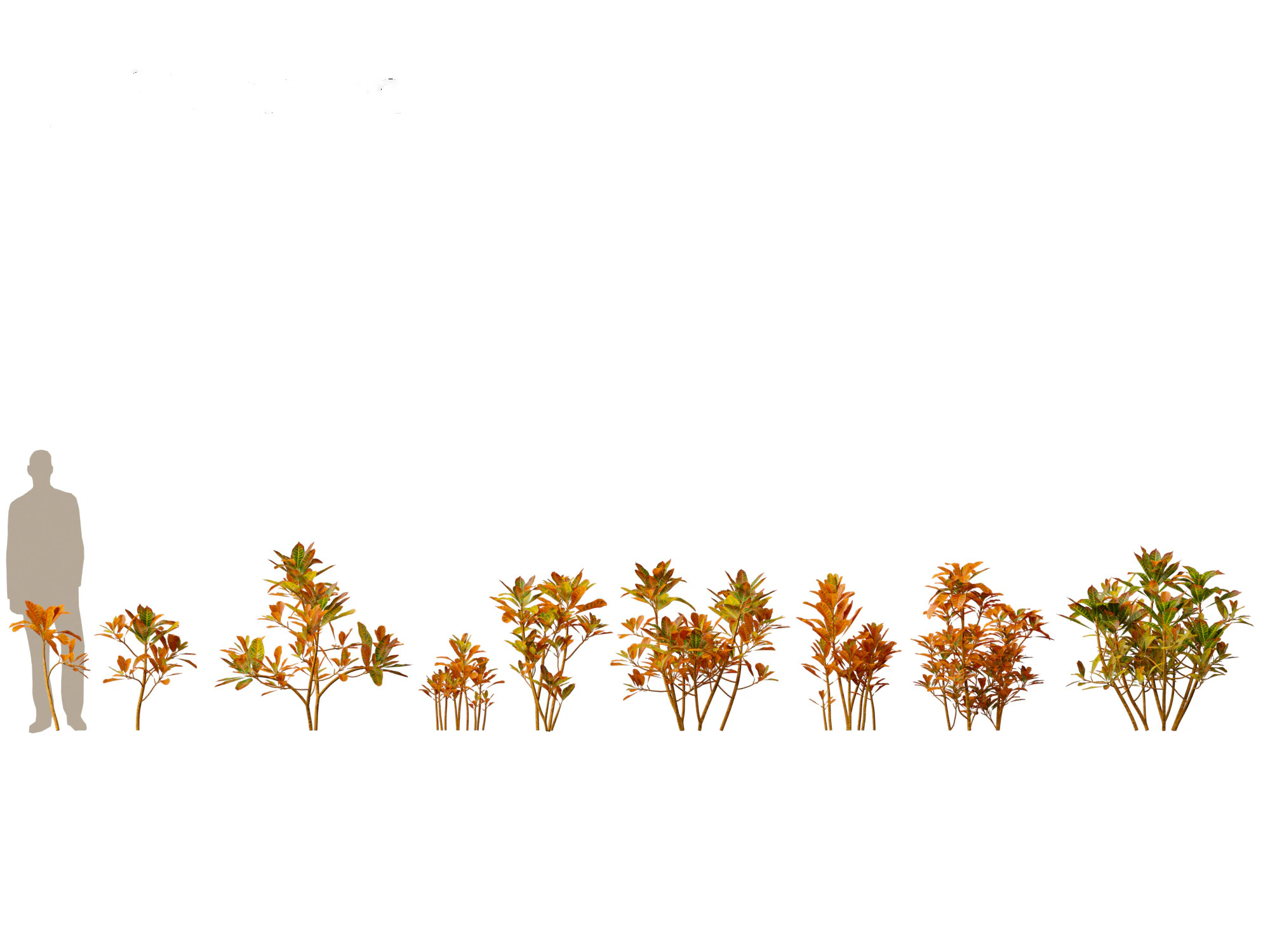 Codiaeum Variegatum - croton 01 3D Model .c4d .max .obj .3ds .fbx .stl .blend 