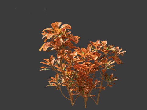 Codiaeum Variegatum - croton 01 3D Model
