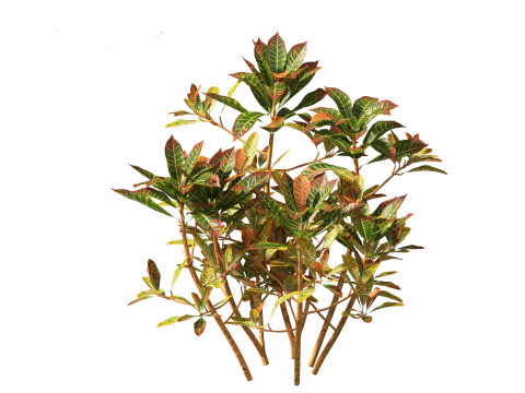 Codiaeum Variegatum - croton 01 3D Model