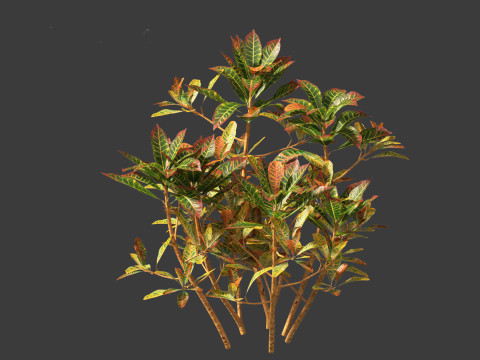 Codiaeum Variegatum - croton 01 3D Model