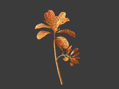 Codiaeum Variegatum - croton 01 3D Model