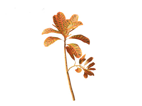 Codiaeum Variegatum - croton 01 3D Model