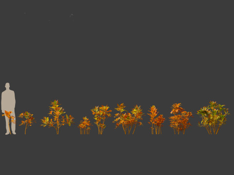 Codiaeum Variegatum - croton 01 3D Model