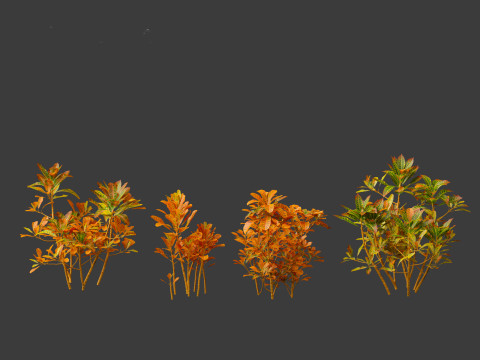 Codiaeum Variegatum - croton 01 3D Model