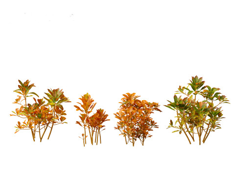 Codiaeum Variegatum - croton 01 3D Model