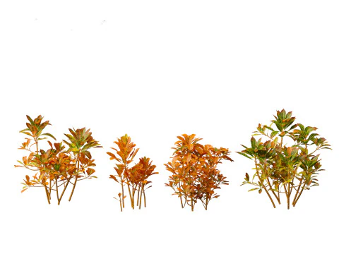 Codiaeum Variegatum - croton 01 3D Model
