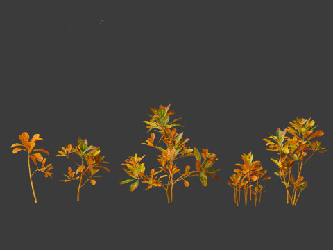 Codiaeum Variegatum - croton 01 3D Model