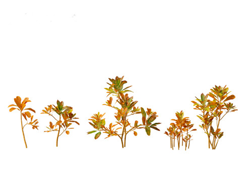 Codiaeum Variegatum - croton 01 3D Model