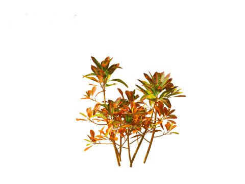 Codiaeum Variegatum - croton 01 3D Model