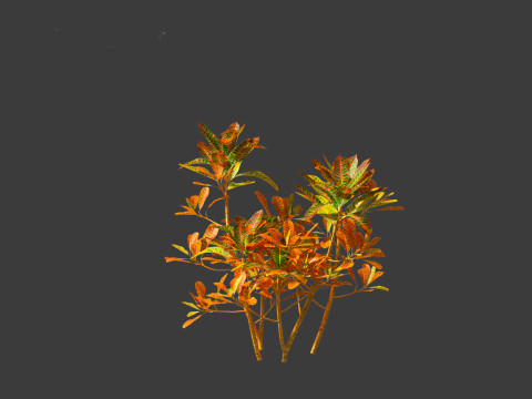 Codiaeum Variegatum - croton 01 3D Model