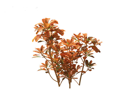 Codiaeum Variegatum - croton 01 3D Model