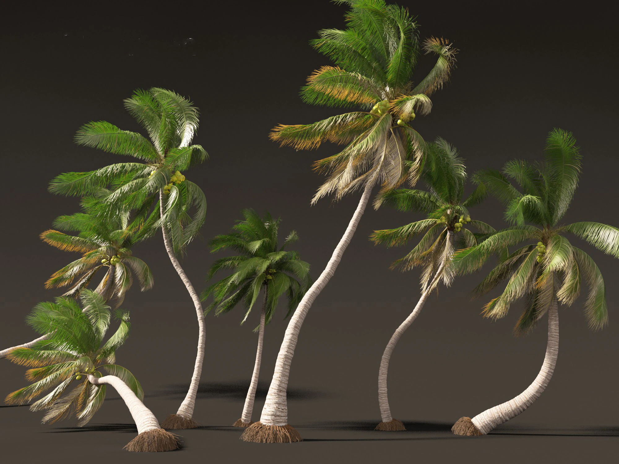 Cocos nucifera - Coconut tree 05 3D Model .c4d .max .obj .3ds .fbx .stl .blend 