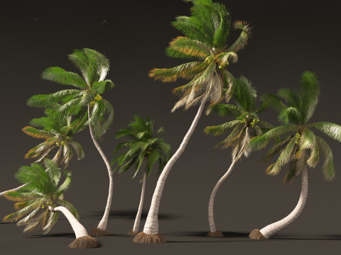 Cocos nucifera - Coconut tree 05 3D Model