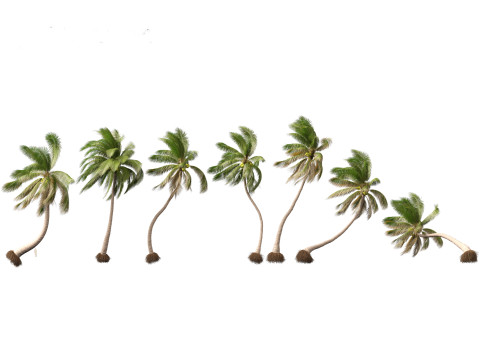 Cocos nucifera - Coconut tree 05 3D 모델