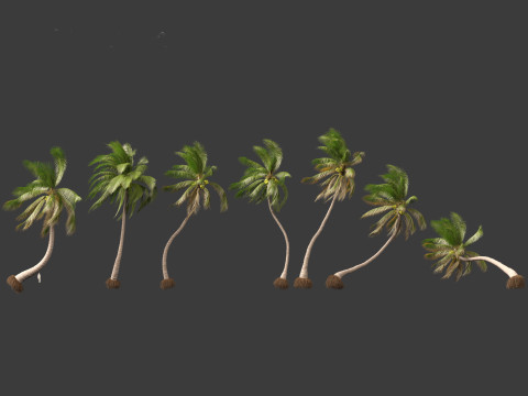 Cocos nucifera - Coconut tree 05 3D 모델