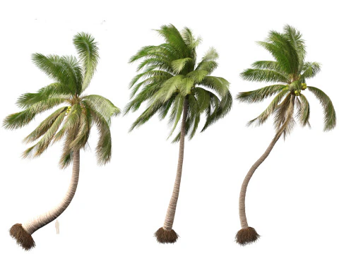 Cocos nucifera - Coconut tree 05 3D Model